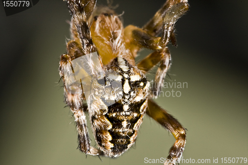 Image of hanging spider