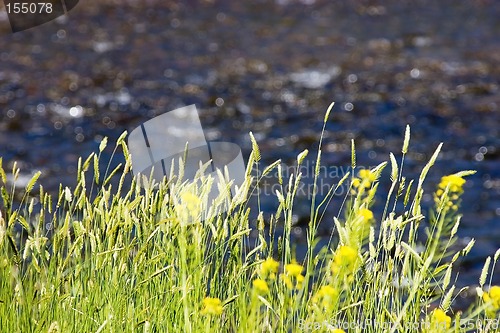 Image of Bushes by the River in Helena Montana