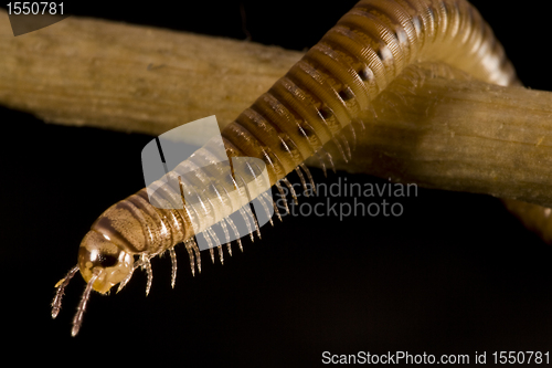 Image of centipede