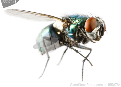 Image of flying house fly in extreme close up