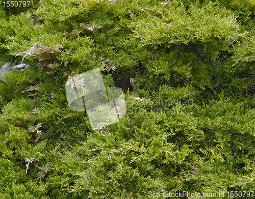 Image of thuja foliage