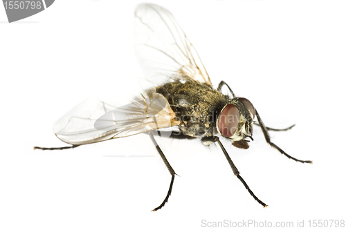 Image of horse fly in close up