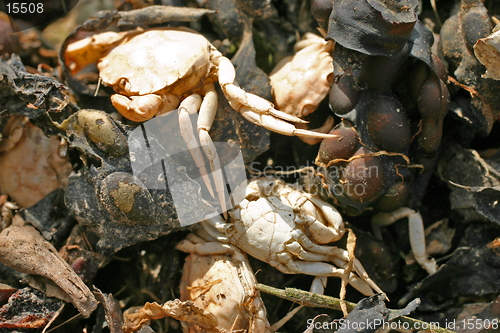 Image of Dead Crabs on Beach