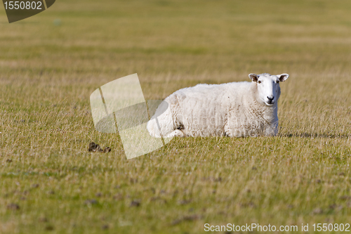 Image of sheep on grass