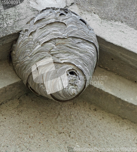 Image of hornets nest under a roof overhang