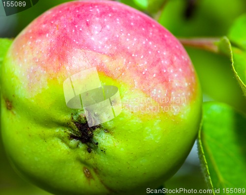 Image of Apple on tree