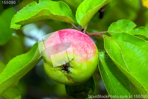 Image of Apple on tree