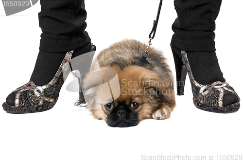 Image of Tired pekinese puppy