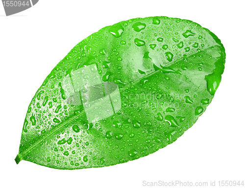 Image of One green leaf with dew-drops