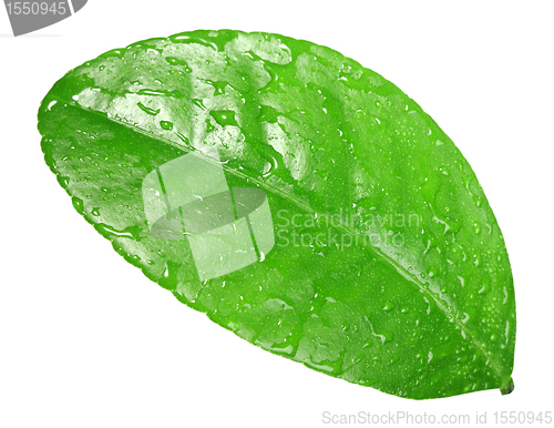 Image of One green leaf with dew-drops