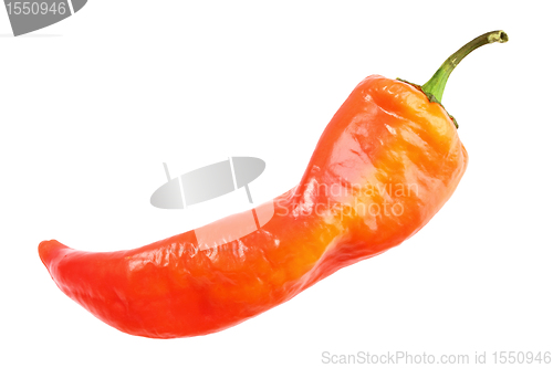 Image of Single red fresh chilli-pepper