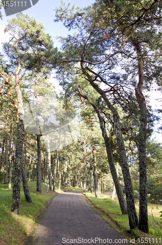 Image of Forest tile path pine alley recreation nature 