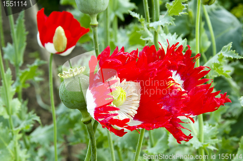 Image of Blooming poppy flower bud closeup backdrop 