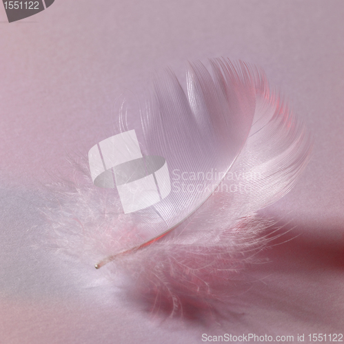 Image of white down feather