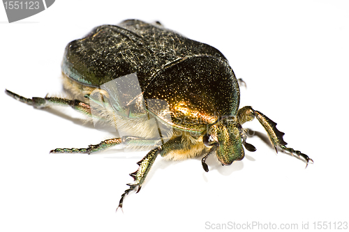 Image of iridescent bug in close up