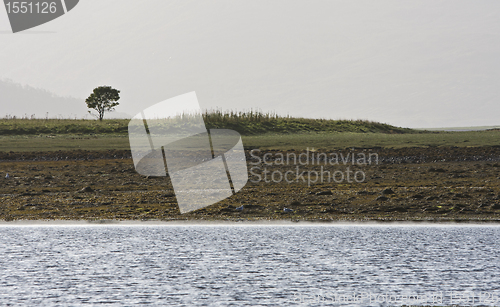 Image of coastline with single tree