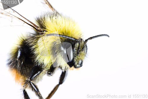 Image of bumble bee close up