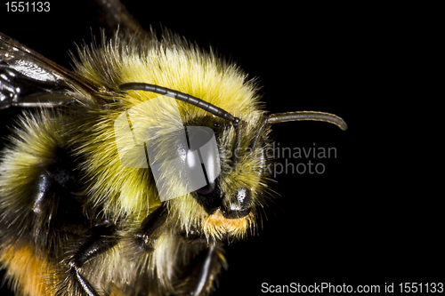 Image of bumblebee in close up