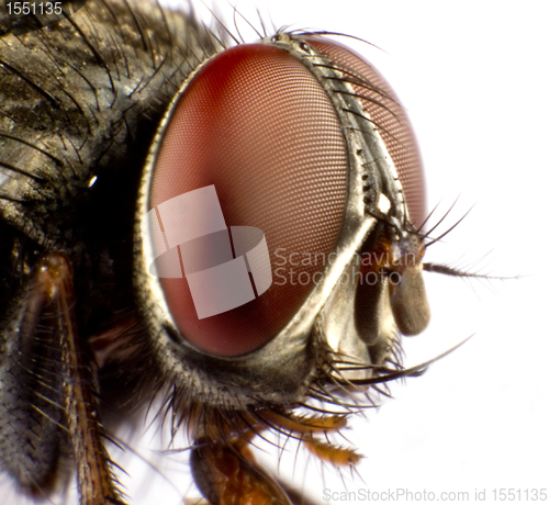 Image of house fly