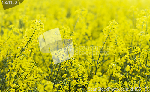 Image of yellow colza with nice depth of field