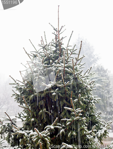 Image of Pine tree