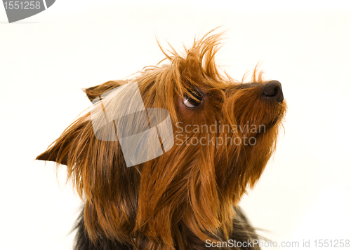 Image of yorkshire terrier