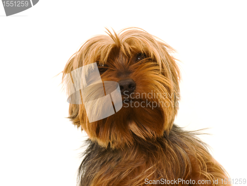 Image of yorkshire terrier