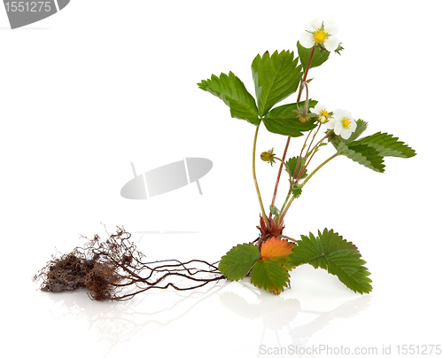 Image of Wild Strawberry Plant