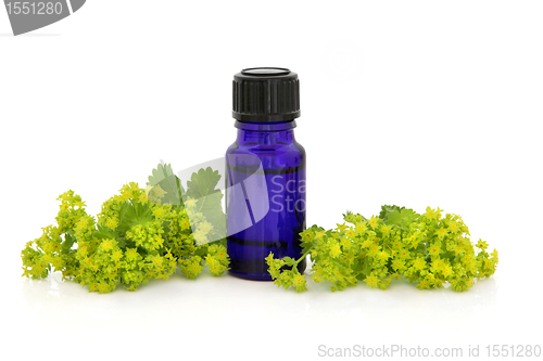 Image of Ladies Mantle Herb Therapy