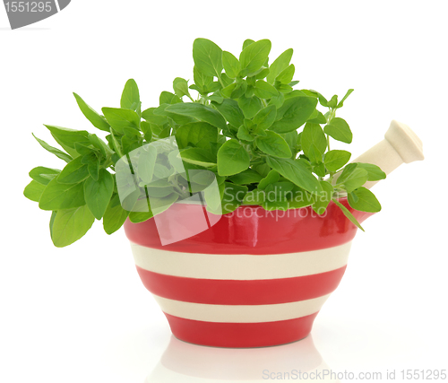 Image of Oregano Herb