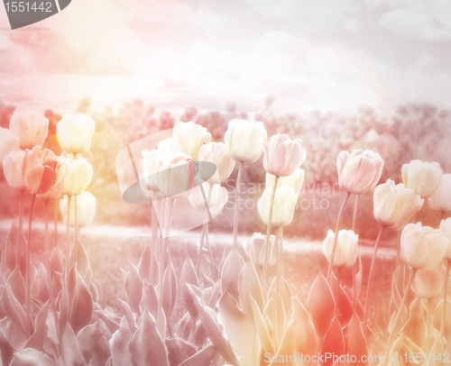 Image of Tulips Field