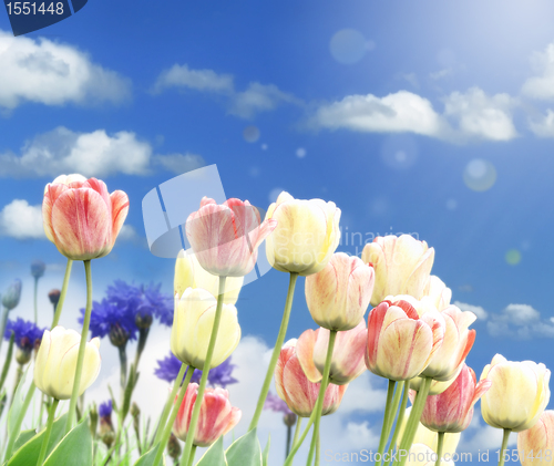 Image of Flower Field