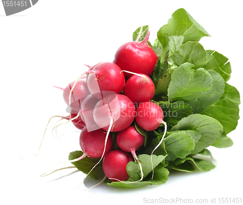 Image of Fresh Radish