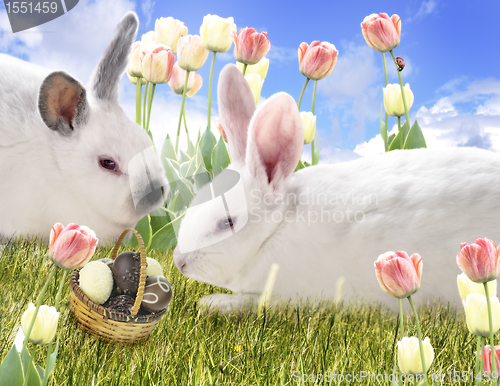 Image of Rabbits And Chocolate Eggs