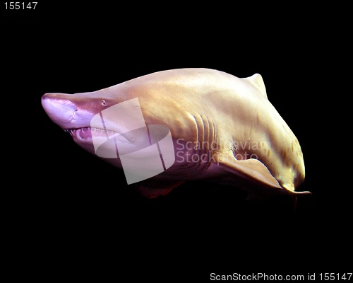 Image of Shark