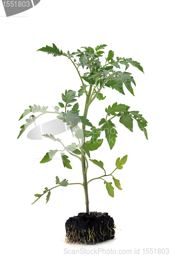 Image of Tomato seedling