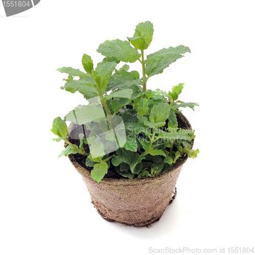 Image of fresh mint