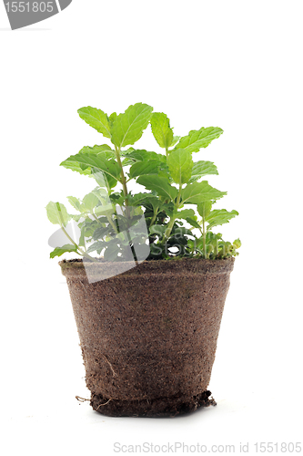 Image of fresh mint