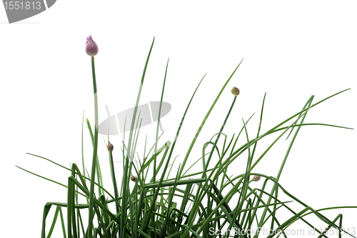 Image of Chives isolated