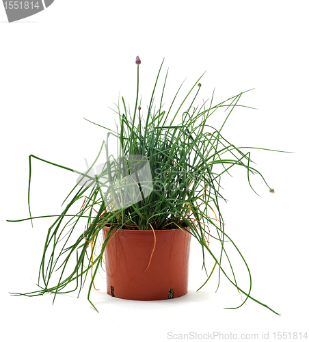 Image of Chives in pot isolated