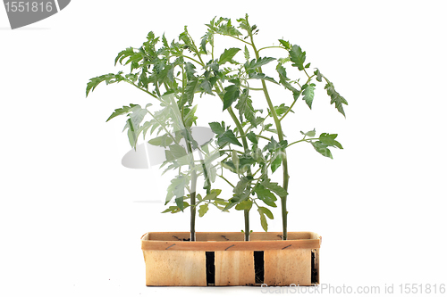 Image of Tomato seedling