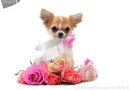 Image of puppy chihuahua and flower