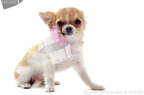 Image of puppy chihuahua and flower