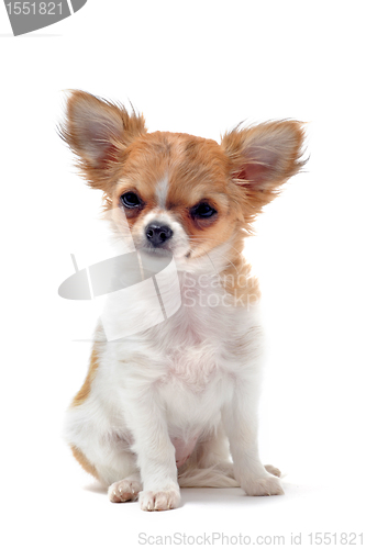 Image of puppy chihuahua