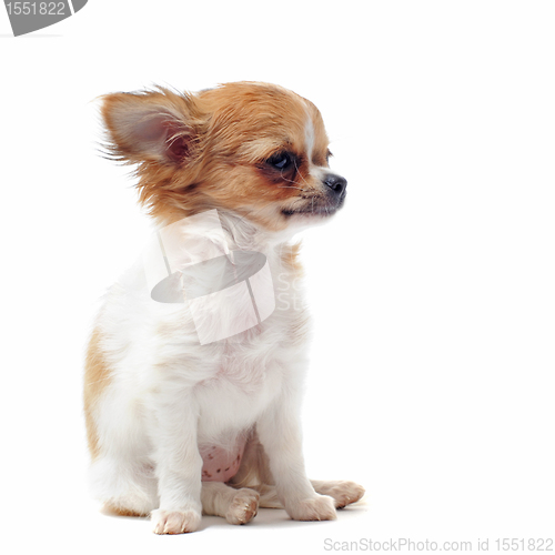 Image of puppy chihuahua