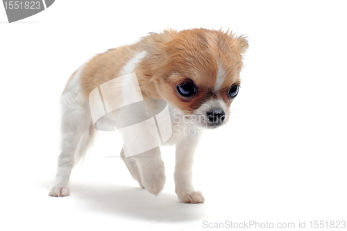 Image of puppy chihuahua
