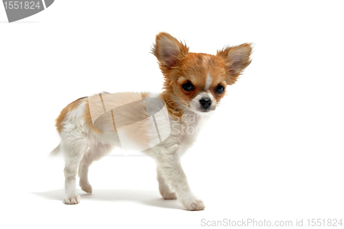 Image of puppy chihuahua