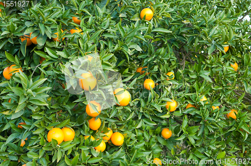 Image of Oranges