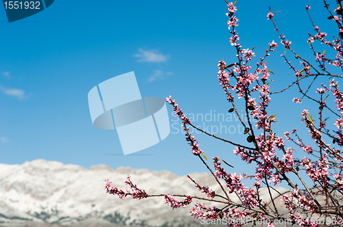 Image of Almont tree branches