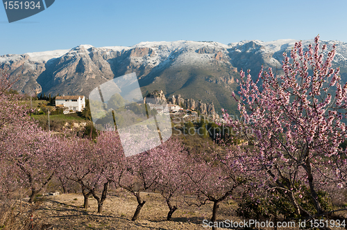 Image of Guadalest at Almond blossom